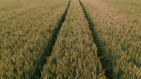 Close-Up Drone Flight Above Wheat Field Turning Yellow Stock Footage 311893532