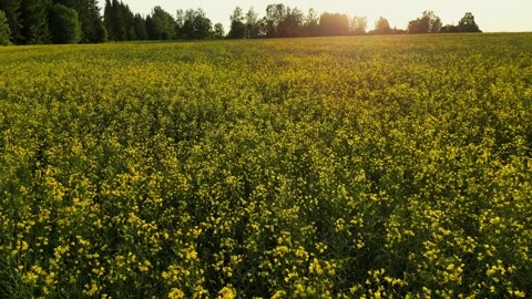 Close drone flight over rapeseed flower field. Production of rapeseed oil. Farm 스톡 동영상 250874121