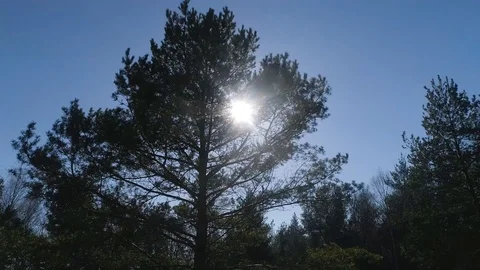 Close up Drone Flight to pine. Sunrays through branches Stock Footage 87943590