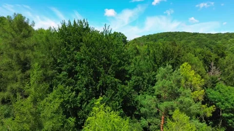 Close drone fly above forest with light blue sky Stock Footage 313895946