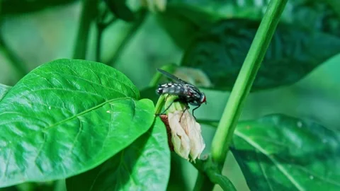 Close-up drone footage captures a small fly perched on a vibrant green leaf 스톡 동영상 331959733