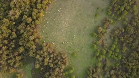 Close-Up Drone Footage of Sunlit Forest with Diverse Trees – 4K Aerial Stock Footage 320198247