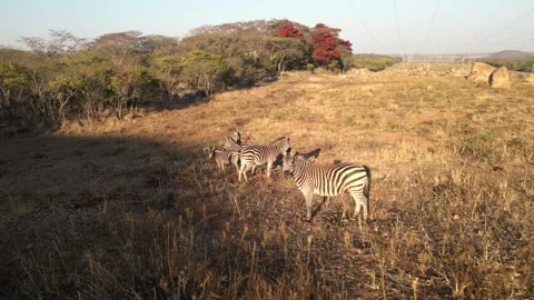 Close-up drone orbit around wild zebras in African savannah, Zimbabwe wildlife 動画素材 334654858