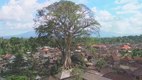 Close Drone Orbit of a giant Bayan Ancient Tree, Bali, Indonesia Stock Footage 346798975