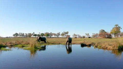 Close up Drone shot of Elephants drinking water Stock Footage 123391129