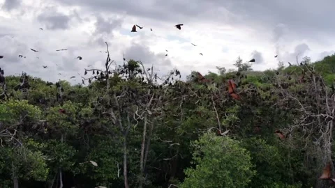 Close up drone shot of flying foxes ( Komodo national park, Indonesia ) Stock Footage 246419891