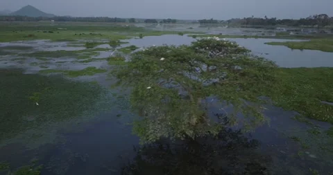 Close-Up Drone View of Birds Flying Over Jungle and River Reflections Stock Footage 319304207