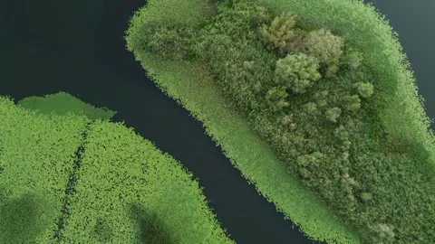 Close up drone view of lily pads at Karuc on Lake Skadar, Montenegro Stock Footage 330658420