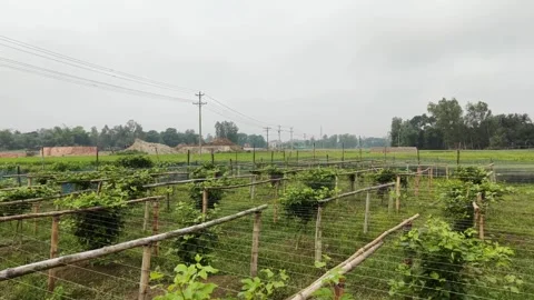 Close-up Drone View of Lush Passion Fruit Vines on Trellis - 4K Stock Footage 333910305