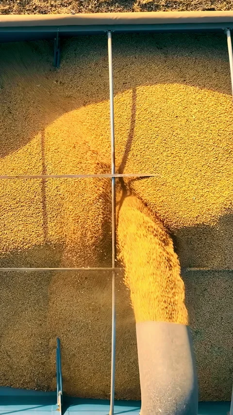 Close-up drone view of soybeans being poured into a transport hopper. Yellow Stock Footage 313752442