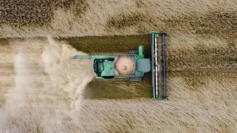 Close-up drone view of a wheat field and harvesting process in autumn in Russia Video stock 194016410