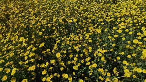 Close up drone view of yellow wild field flowers. A carpet of yellow wild Stock Footage 241189593