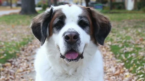 Close up of drooling dog, video Stock Footage 43123094