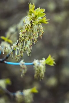 Close up drooping clusters of maple tree plant concept photo Stock Photos