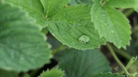 Close-up of a drop of dew flows down green strawberry leaf Stock Footage 197404436