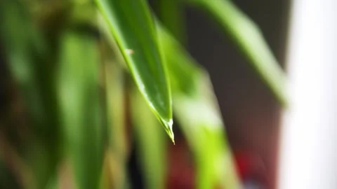 Close-up of a drop forming at the tip of a green leaf then slowly dripping down Vidéo 274043143