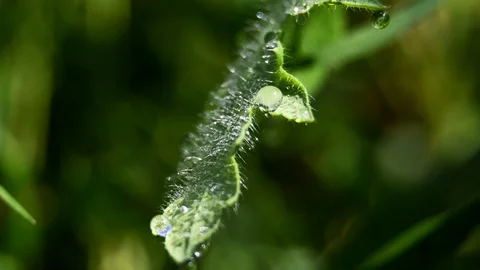 Close up of a drop on a leaf Stock Footage 114435069