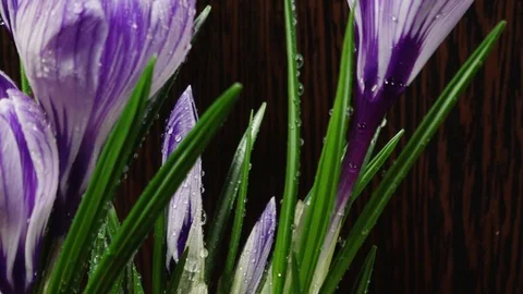 Close-up of a drop of water on crocuses in slow motion Stock Footage 107618145