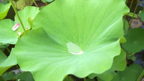 A close-up of a drop of water dripping onto the large lotus leaf Stock Footage 153026498