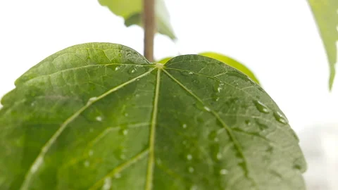 Close-up of a drop of water falling on a green plant Stock Footage 127699712