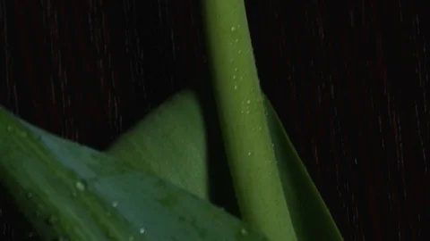 Close-up of a drop of water on a Tulip in slow motion Stock Footage 107618152
