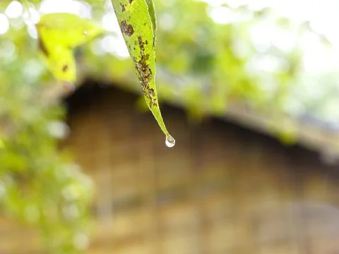 The close up of droplet. Stock Photos