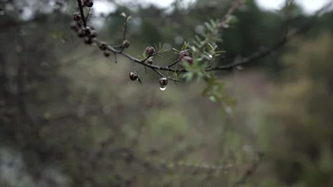 Close up of droplets falling on the fruit of a tree in blue spring state park Stock Footage 218255718