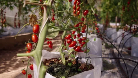 Close-up of droplets falling on a white sack of tomatoes grown in the field Stock Footage 265016733