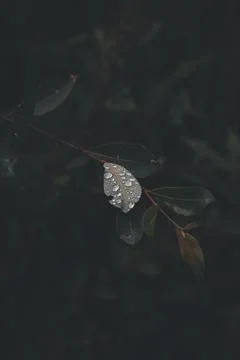 Close   up   of   droplets   on   a   leaf Stock Photos