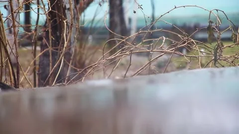 Close-up of drops and streams of rain falling on the ground on the background of Stock Footage 271184031