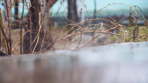 Close-up of drops and streams of rain falling on the ground on the background of Stock Footage 310534354