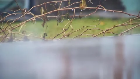Close-up of drops and streams of rain falling on the ground on the background of Stock Footage 322090466