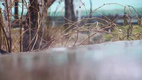 Close-up of drops and streams of rain falling on the ground on the background of Stock Footage 341410062