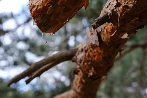 Close-up drops of resin falling from pruned pine branch Stock Photos