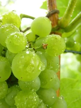 Close Up of Drops on Ripe Grape Cluster on Vine Stock Photos