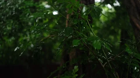 Close up Drops of summer rain flow down the green leaves of a tree Stock Footage 247479565