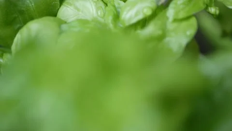 Close up drops of water on basil leaves 库存影片 135495473