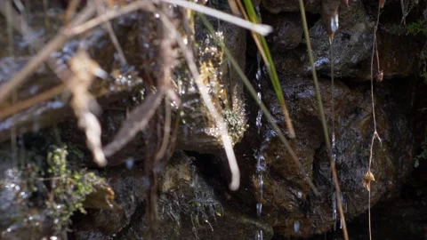 Close up drops of water falling from rocks. Mountain source. Video stock 239407164