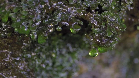 Close up of drops of water flow from the moss in the forest Stock Footage 119961957