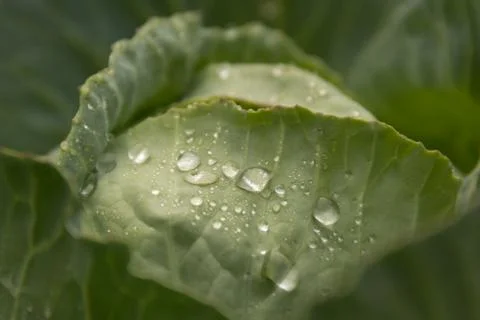 Close-up of drops of water or dew on green leaves of cabbage head. 库存照片