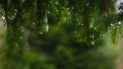 Close up of drops of water on spruce branch in the forest during spring rain Stock Footage 326410998