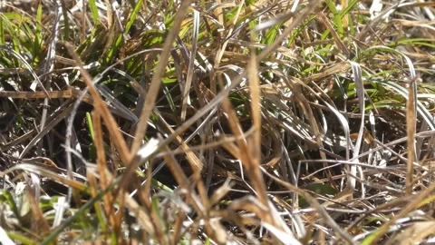 Close-up of dry and green grass mixture in early spring sunlight Stock Footage 330734322