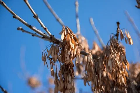 Close-up of dry ash tree seeds hanging on bare branches against blue sky Stock Photos