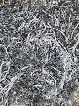 Close up of dry ashes Stock Photos
