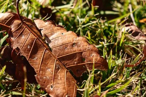 Close up of dry autumn leaf on grass Stock Photos