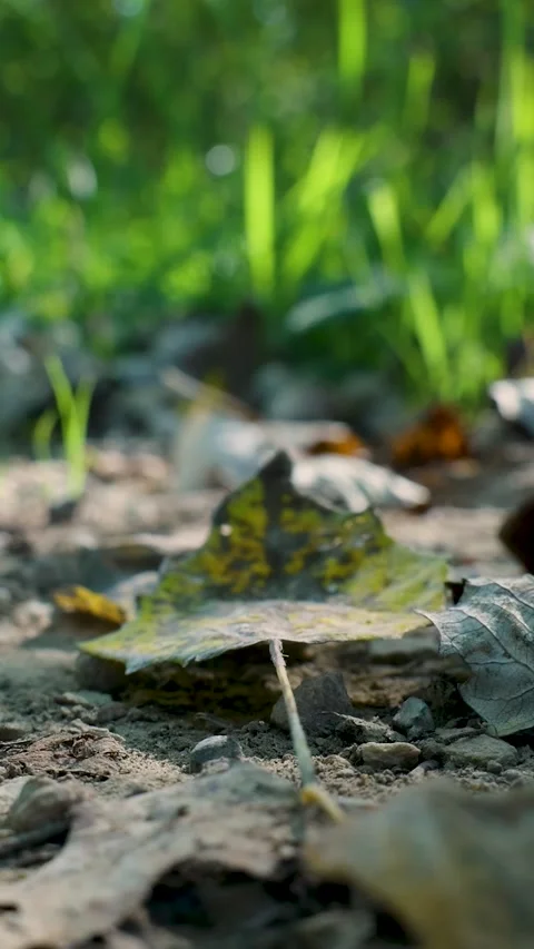 Close-up of dry autumn leaf on the ground Stock Footage 327108647