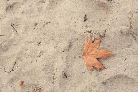 Close-up of a dry autumn leaf lying on the sand at Possidi Beach Stock Photos