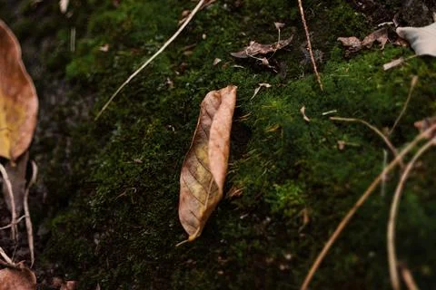 Close-up of a dry autumn leaf lying on green moss in the forest Stock Photos
