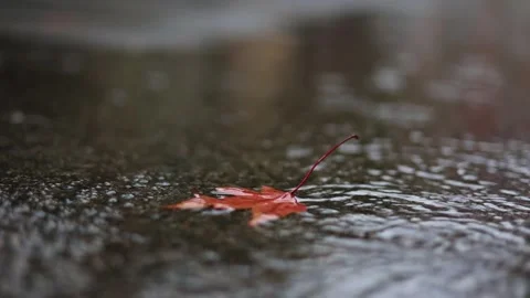 Close-up of dry autumn leaf in puddle on rainy stormy day, video 4k Stock Footage 292984238