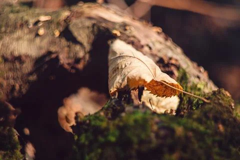 Close-up of a dry autumn leaf resting on a mossy tree stump in a forest Stock Photos